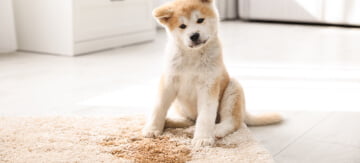 The Best Carpet Cleaning Solution for Pet Smells - Featured Image
