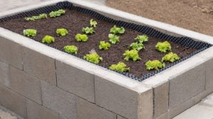 Raised garden beds - Cinder blocks