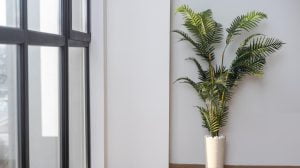 Office Parlour Palm