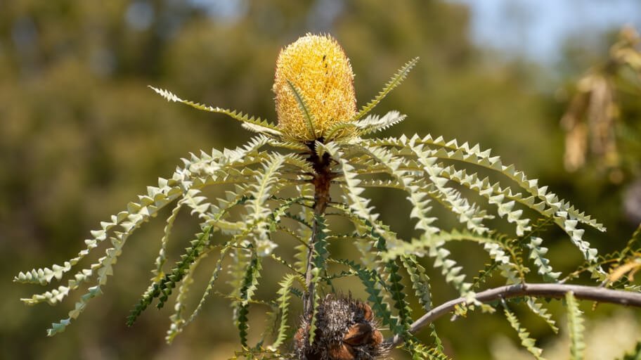 Close-up of yellow Banksia Speciosa flower