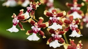 Chocolate orchid (Oncidium Sharry Baby)