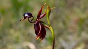 Duck orchid (Caleana)