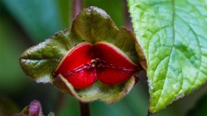 Hot lips (Psychotria elata)