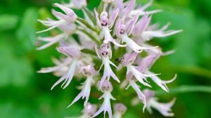Naked man orchid (Orchis Italica)
