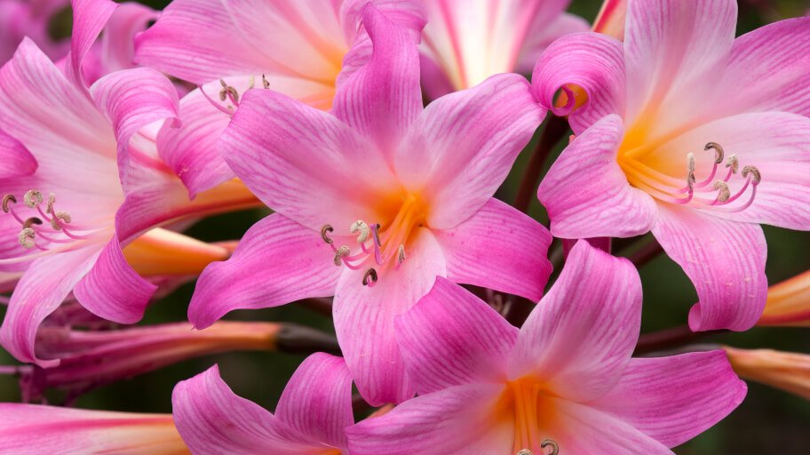 11 Pretty Flowers That Can Kill You
