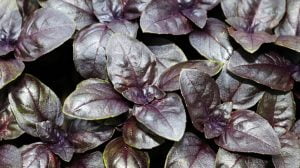 Background of young purple basil plants leaves