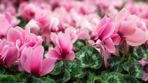 Lawn of beautiful pink and white cyclamens. Spring tender beautiful fluffy flower. Medical poisonous flower. Floral background in full bloom. Spring tender beautiful fluffy flower, Mothers Day.