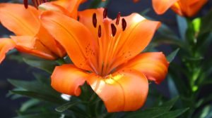 Asiatic Lily (Orange)