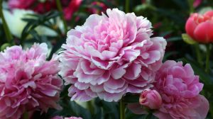Peony The Fawn. Double pink peony flower. Paeonia lactiflora (Chinese peony or common garden peony).