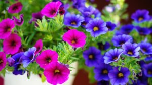 Colourful petunia flowers