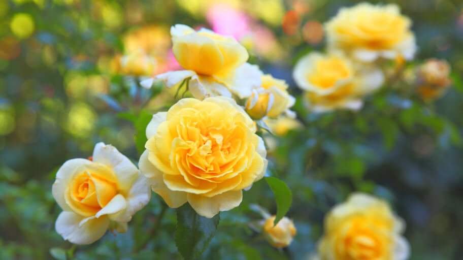 Soft yellow roses in a garden