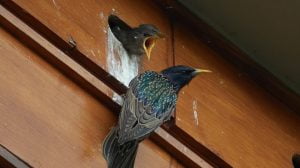 Common starling nest