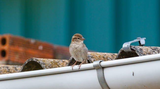 House sparrow on a roof
