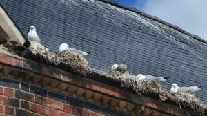 Seagulls nesting on a roof