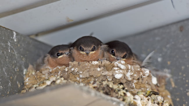 Welcome swallows nesting