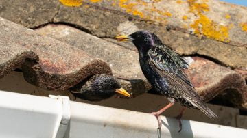 A starling (sturnus vulgaris) waits with food on a gutter as its mate leaves the eves of a roof nest site.