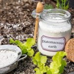 All About Diatomaceous Eart