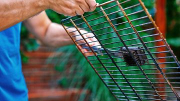 Mastering BBQ Maintenance, Cleaning Your Grill After Use