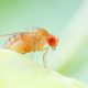 How to Get Rid of Fruit Flies in the Bathroom