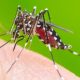 13 Mosquito Repellent Plants You Need in Your Home and Backyard