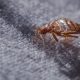 Common Bugs Mistaken for Bed Bugs