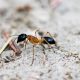 Sugar Ants - What Are They And How to Get Rid of Them