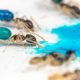 Ghost ants drinking blue coloured water
