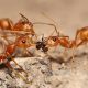 How to Get Rid of Fire Ants