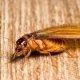 How To Identify And Get Rid Of Flying Termites (Alates)
