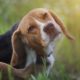 How to Kill Fleas in The Yard - Featured Image