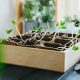 How to Grow Vegetables and Herbs Indoors - Featured Image