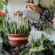 The Complete Guide to Watering Plants - Featured Image