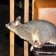 How to Get Rid of Possums - Featured Image