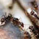 Black House Ants - How to Get Rid of Them - Featured Image