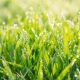 Seasonal Lawn Care - The Full Guide