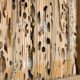 How to Treat a Woodworm Infestation - Featured Image