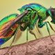 10 Weird Australian Insects You Won’t Believe Exist