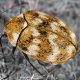 Carpet beetle on a piece of fabric