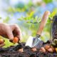 Spring flowering bulbs to plant