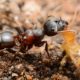 Ant vs termite