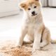 The Best Carpet Cleaning Solution for Pet Smells - Featured Image