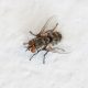 A cluster fly isolated on a white background.