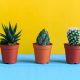 Why your cactus is developing a yellowish colour?