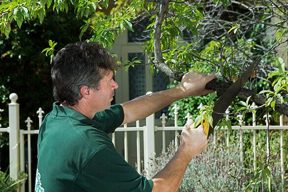 Garden Maintenance &amp; Garden Care Reliable Local Gardeners